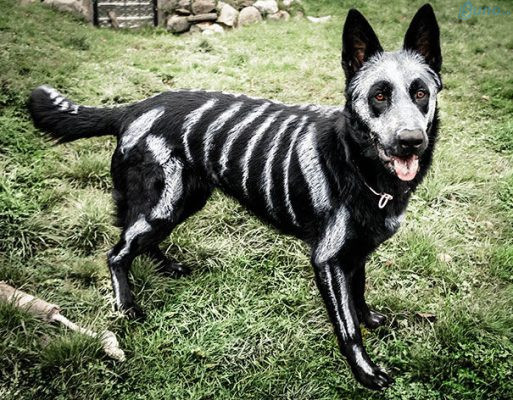 Thậm chí là thú cưng còn được "trang điểm" toàn thân để "quẫy" Halloween cùng chủ