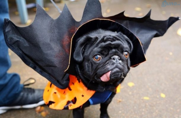 Chú cún cưng được cho hóa trang Halloween bằng cách mặc áo choàng giống như Bá tước Darcula (ma cà rồng)