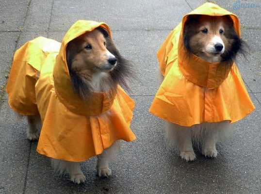 Kinh doanh áo mưa thú cưng